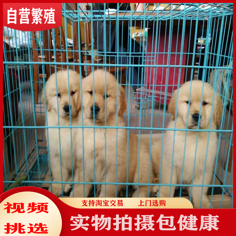 纯种金毛幼犬活体金毛犬狗金毛犬家养金毛犬黄色拉布拉多犬宠物狗 - 图1