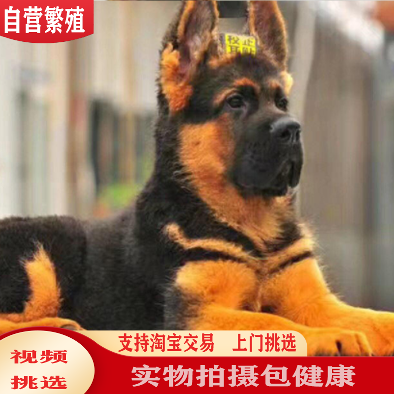 弓背德国牧羊犬幼锤系德牧幼犬警犬狼狗可送货上门货到付款 - 图1