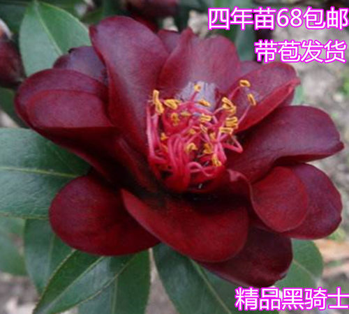 黑骑士茶花名贵高档精品花卉带花苞实物拍摄产地直销正品特价包邮 - 图0