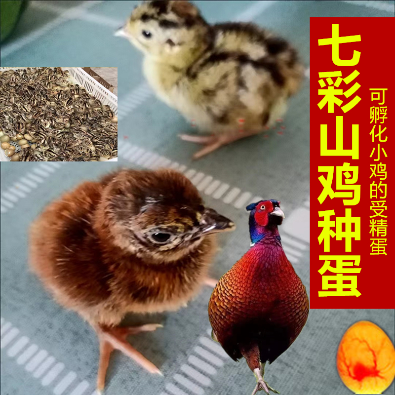 七彩山鸡种蛋受精蛋可孵化小鸡苗正宗农村散养新鲜野鸡蛋纯种雉鸡 - 图0