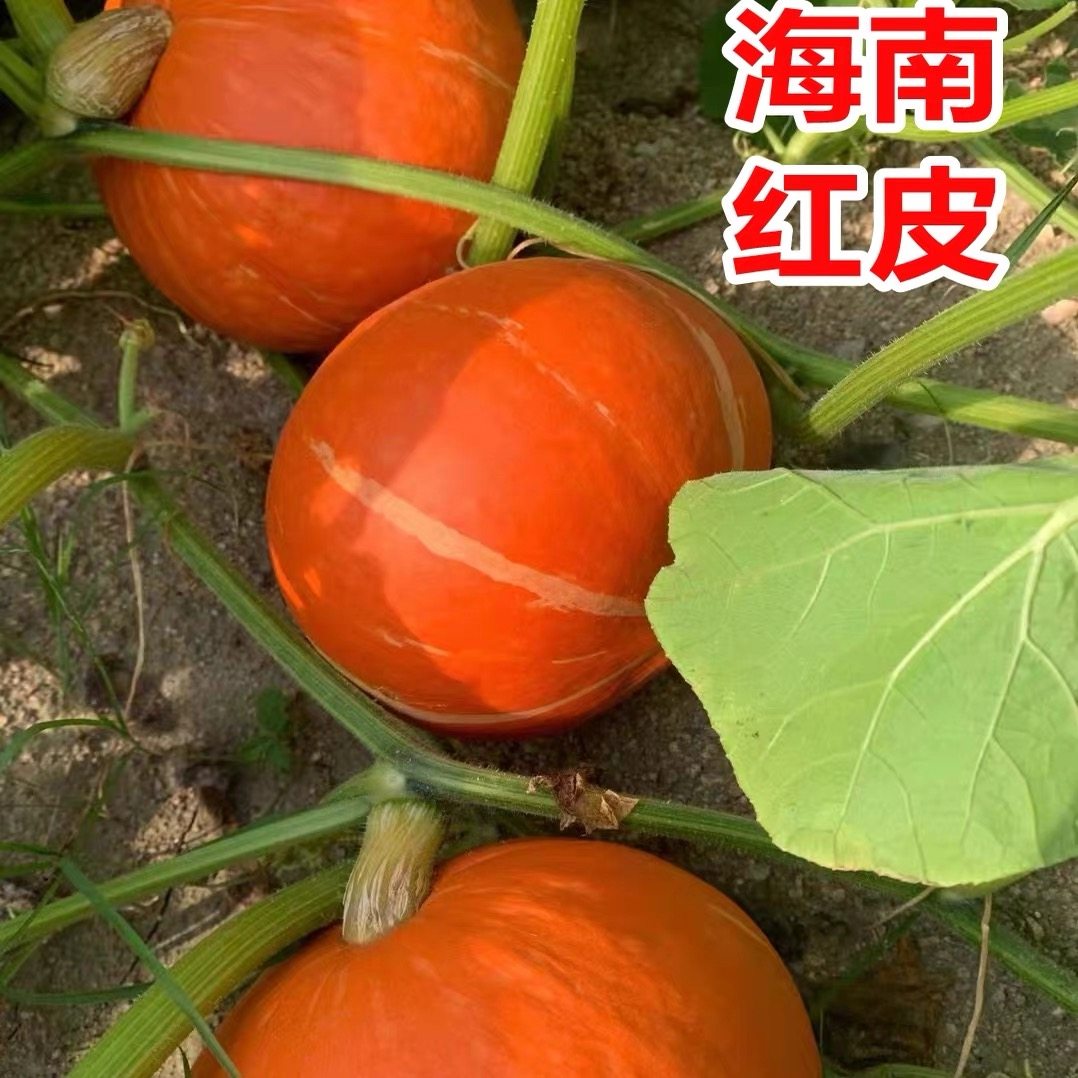 红金瓜新鲜蔬菜当季现摘老南瓜酒店饭店食材南瓜灯装饰红南瓜,淘宝优惠券,粉丝福利购,淘宝优惠卷