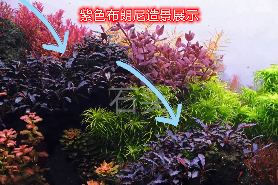 辣椒榕水榕无需二氧化碳布朗尼蓝精灵草缸沉木造景懒人水草 - 图0