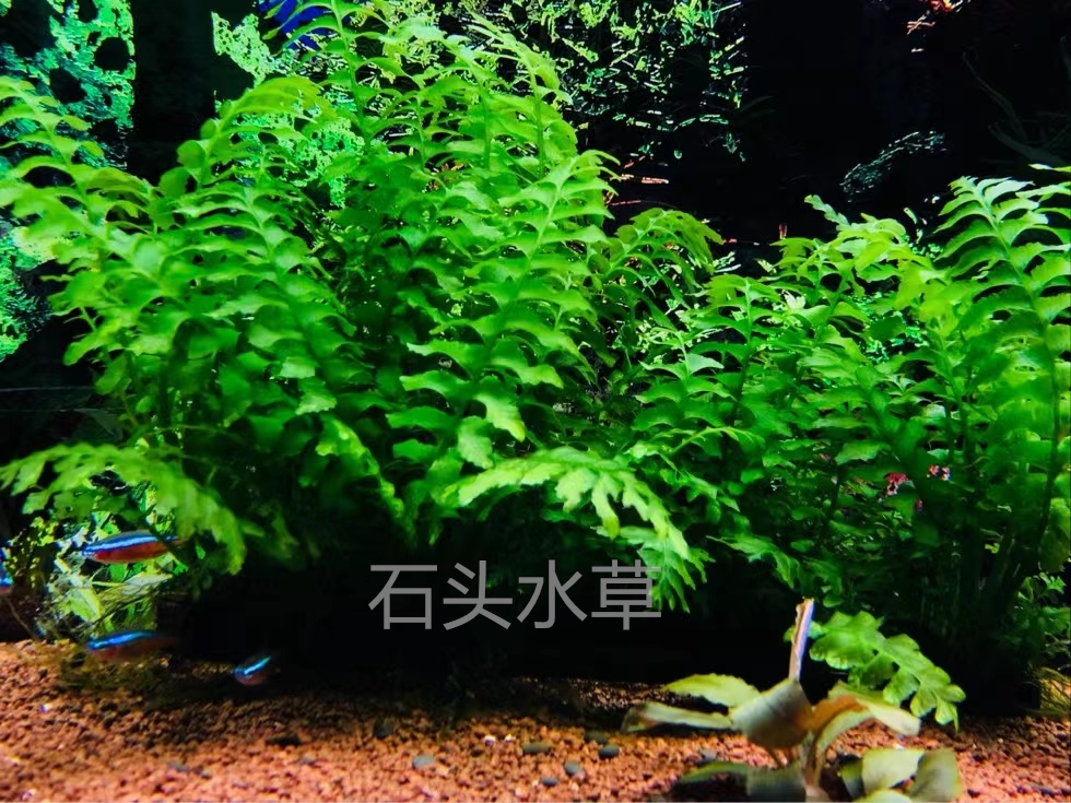 青木蕨水草黑木蕨阴性水草无需二氧化碳虾缸水草淡水养殖懒人水草 - 图2