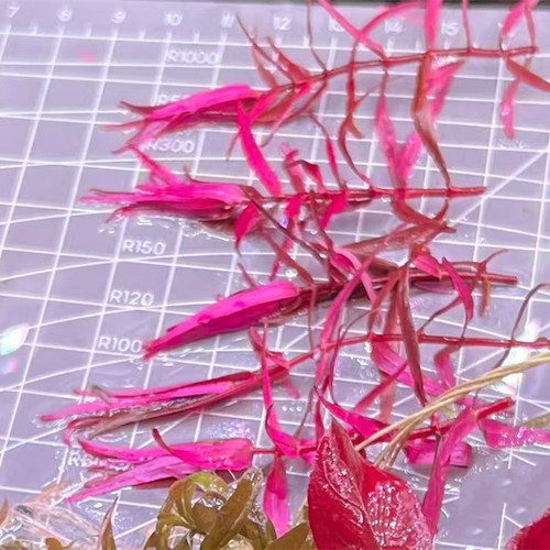 红蝴蝶水草精品阳性草水下叶水草淡水植物荷兰景迷你红蝴蝶青蝴蝶 - 图3