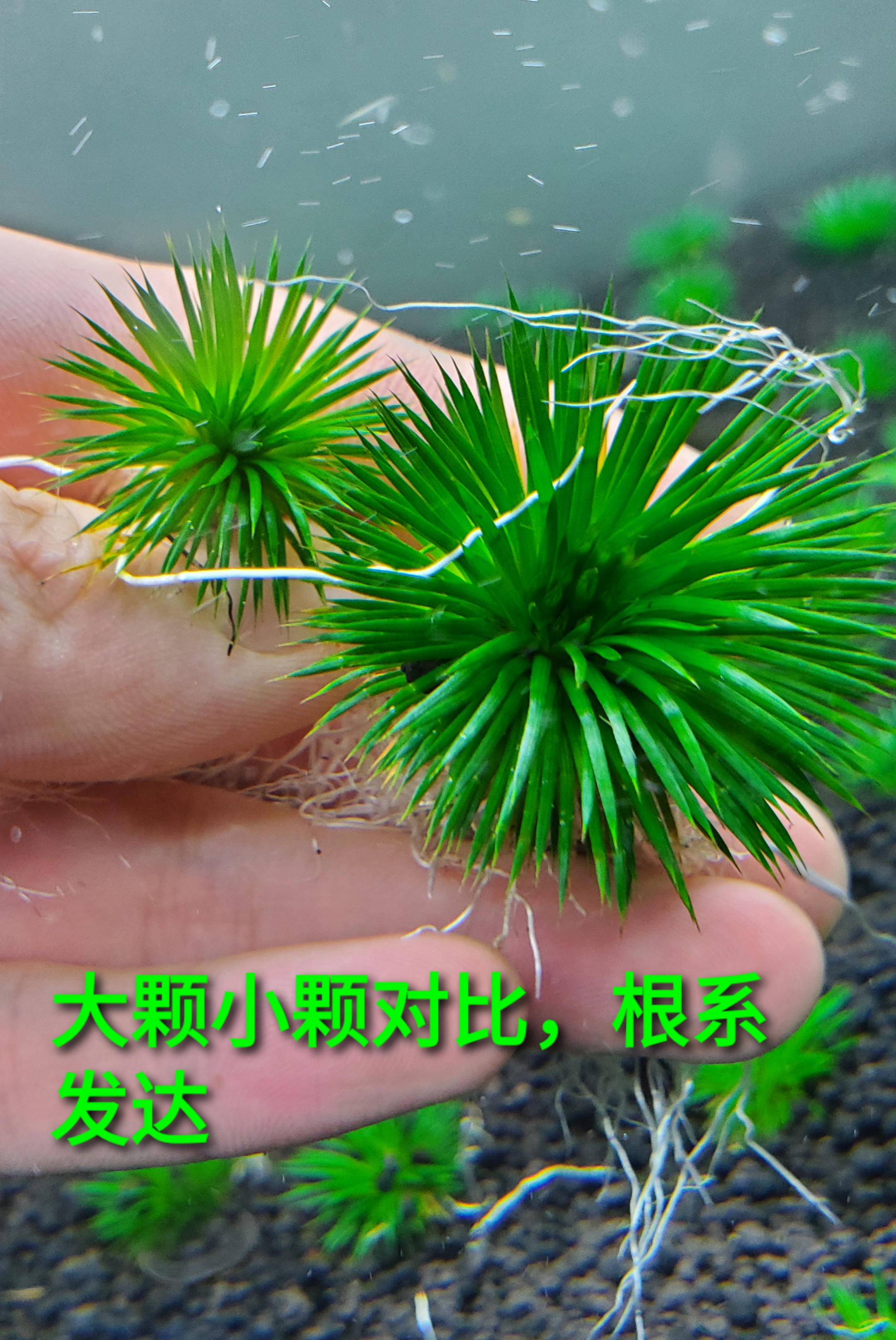 古精类水草茨城古精国王古精线叶古精宽叶古精南美细叶古精合集-图3