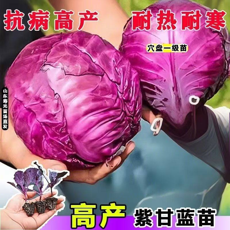 【寿光直发】西兰花苗花菜苗绿甘蓝蔬菜苗西蓝苔秧苗四季秋冬种苗,淘宝优惠券,粉丝福利购,淘宝优惠卷