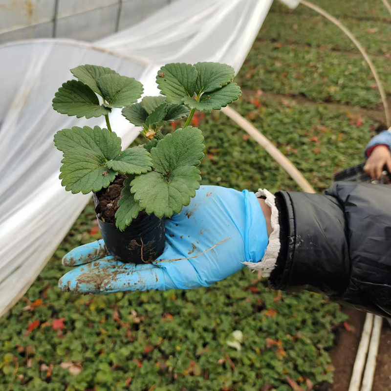 草莓苗四季盆栽食用奶油隋珠红颜白雪穴盘苗果苗南北阳台种植好养,淘宝优惠券,粉丝福利购,淘宝优惠卷