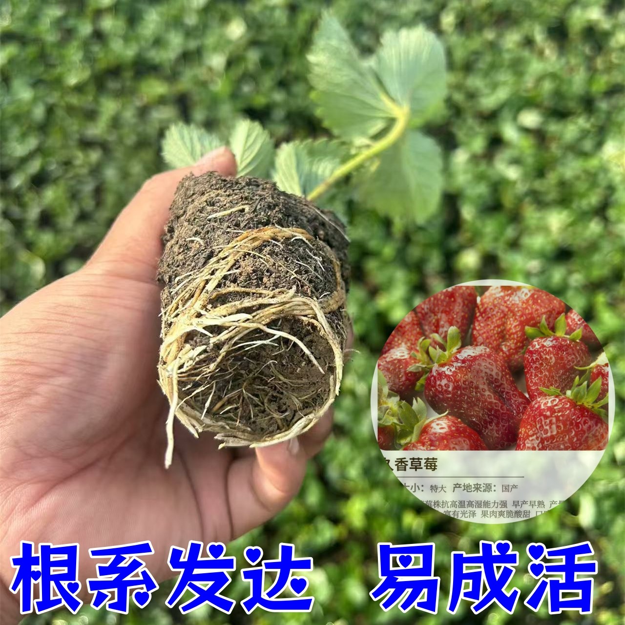 草莓苗四季盆栽食用奶油隋珠红颜白雪穴盘苗果苗南北阳台种植好养,淘宝优惠券,粉丝福利购,淘宝优惠卷