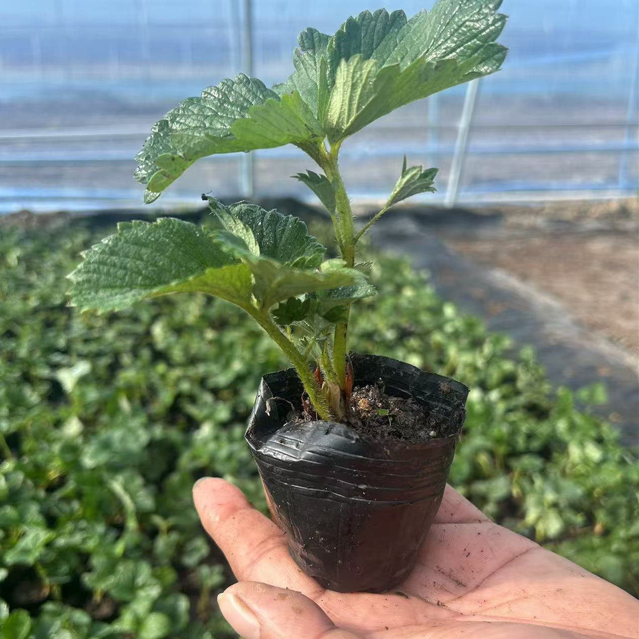 草莓苗四季盆栽食用奶油隋珠红颜白雪穴盘苗果苗南北阳台种植好养,淘宝优惠券,粉丝福利购,淘宝优惠卷