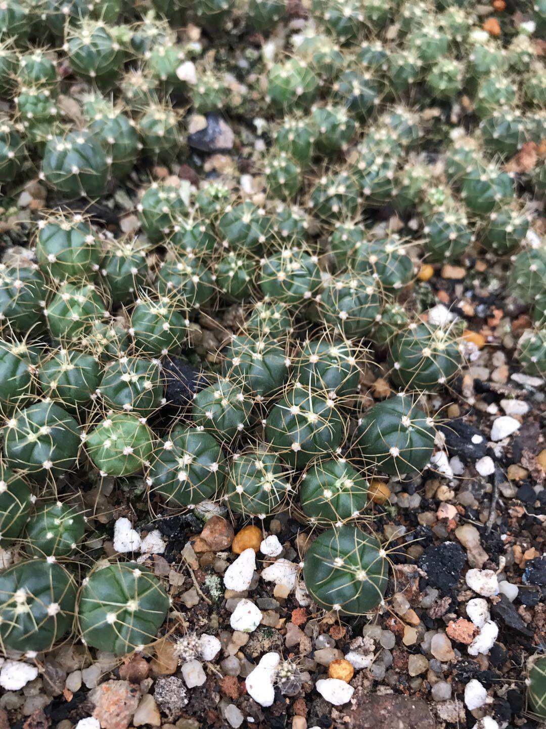 漳州嘟嘟仙人球【赤诚】多肉植物园艺场日出实生赤城苗批 发量大