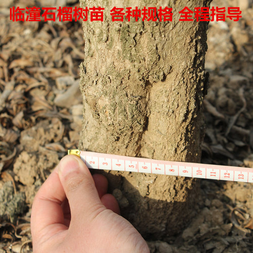 陕西临潼柿子树果苗盆栽地栽南北方种植庭院果树火晶柿火罐柿树苗 - 图1