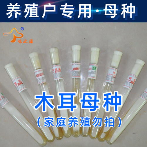 食用菌黑木耳菌种栽培种一级种二级种三级种椴木木头菌种母种试管 - 图0