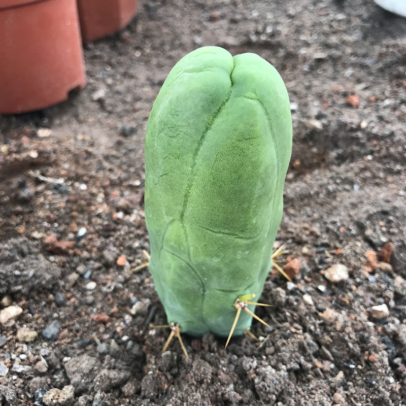 绿竹侧芽竹节型仙人球仙人柱程程柱青花虾开绿花可用嫁接繁殖自根 - 图1