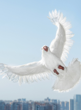 【仿真鸽子】白鸽婚庆道具和平鸽模型真羽毛可悬挂仿真鸟标本摆件