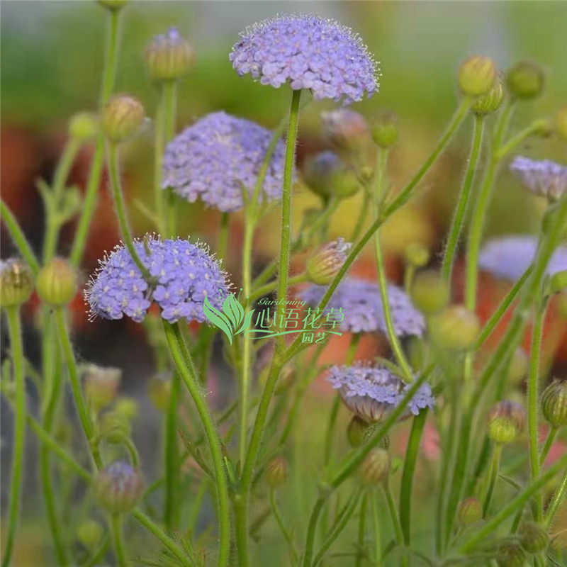 【缺货】翠珠花花苗200穴盘苗耐养阳台花卉花期长-图0