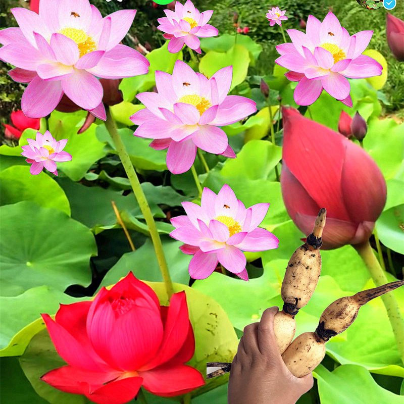 莲藕种根苗荷花苗盆栽水养莲花大型食用池塘观赏睡莲水培碗莲种藕