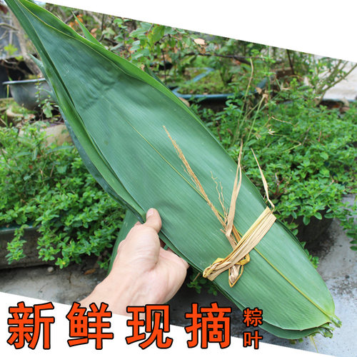粽叶新鲜免邮现摘宽大纯天然无添加非真空包粽子叶子麻竹叶200张 - 图1