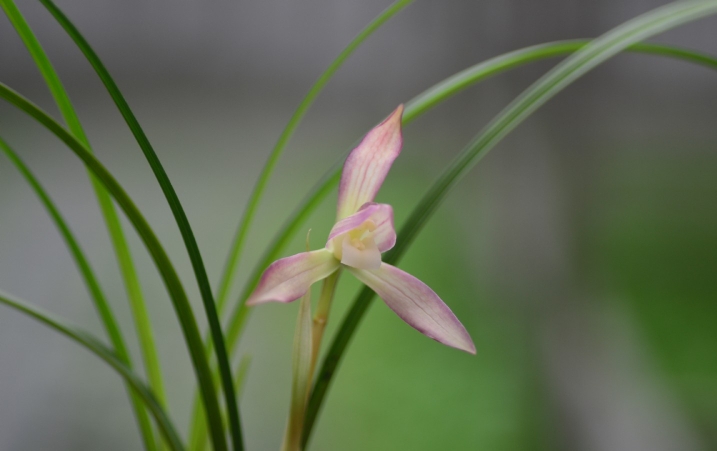 兰花苗春兰色花【秋水芙蓉】硬化一年 浓香室内花卉绿植好养易活 - 图1