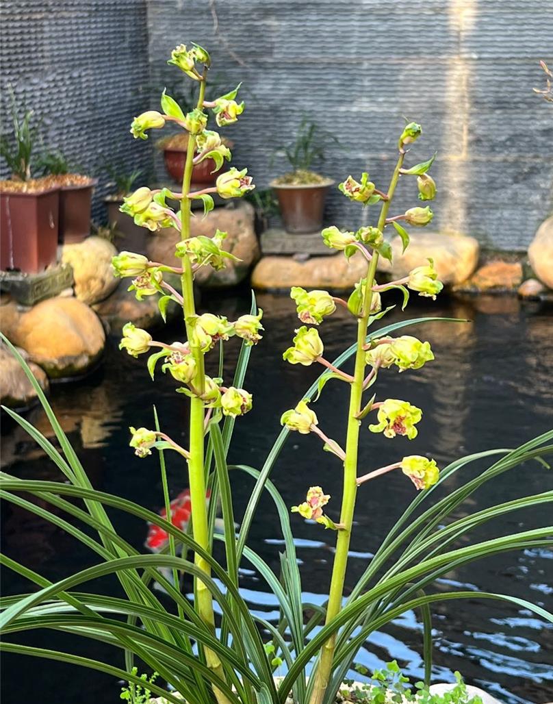 兰花苗蕙兰名品【大白菜】组培硬化一年半  花开浓香花卉绿植 - 图1