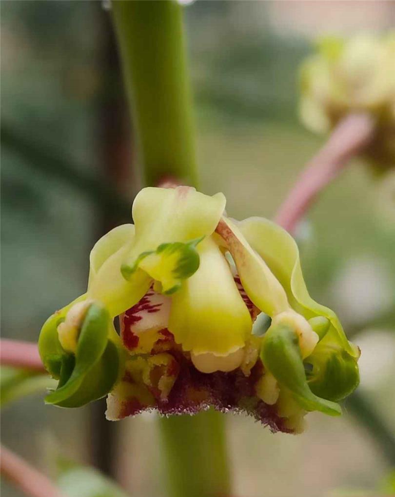 兰花苗蕙兰名品【大白菜】组培硬化一年半  花开浓香花卉绿植 - 图2