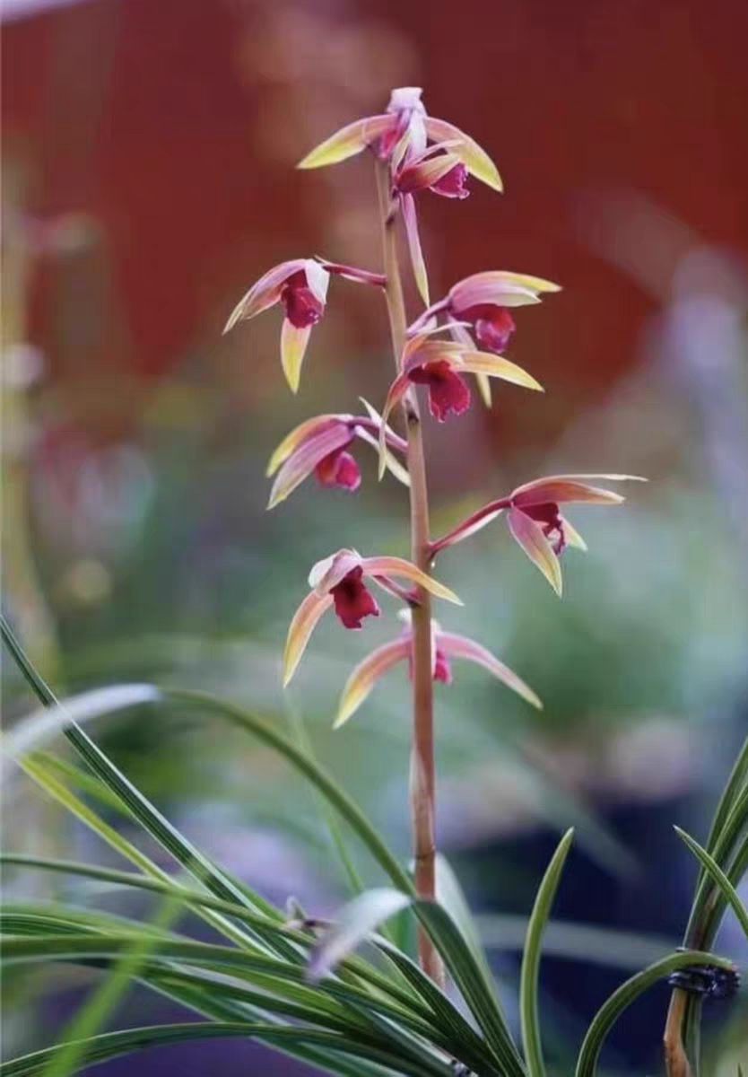 蕙兰名品【里山红】硬化一年  开花香开品正 - 图1