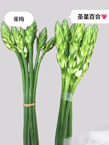 白色圣心百合鲜花鲜切水养雀梅室内水培装饰客厅插花摆台云南直发 - 图3