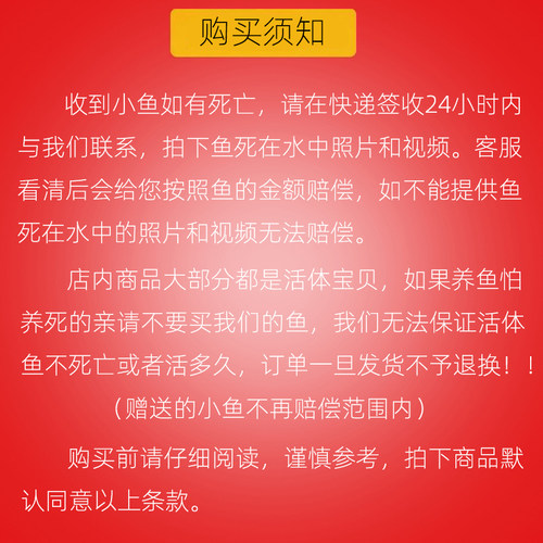 循鱼MrWang泰国进口精品大耳朵马赛克孔雀鱼热带鱼观背观赏鱼银背 - 图2