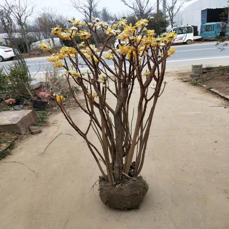 结香花苗丛生结香大苗耐寒浓香花卉植物庭院绿化喜花打结花梦冬花-图1