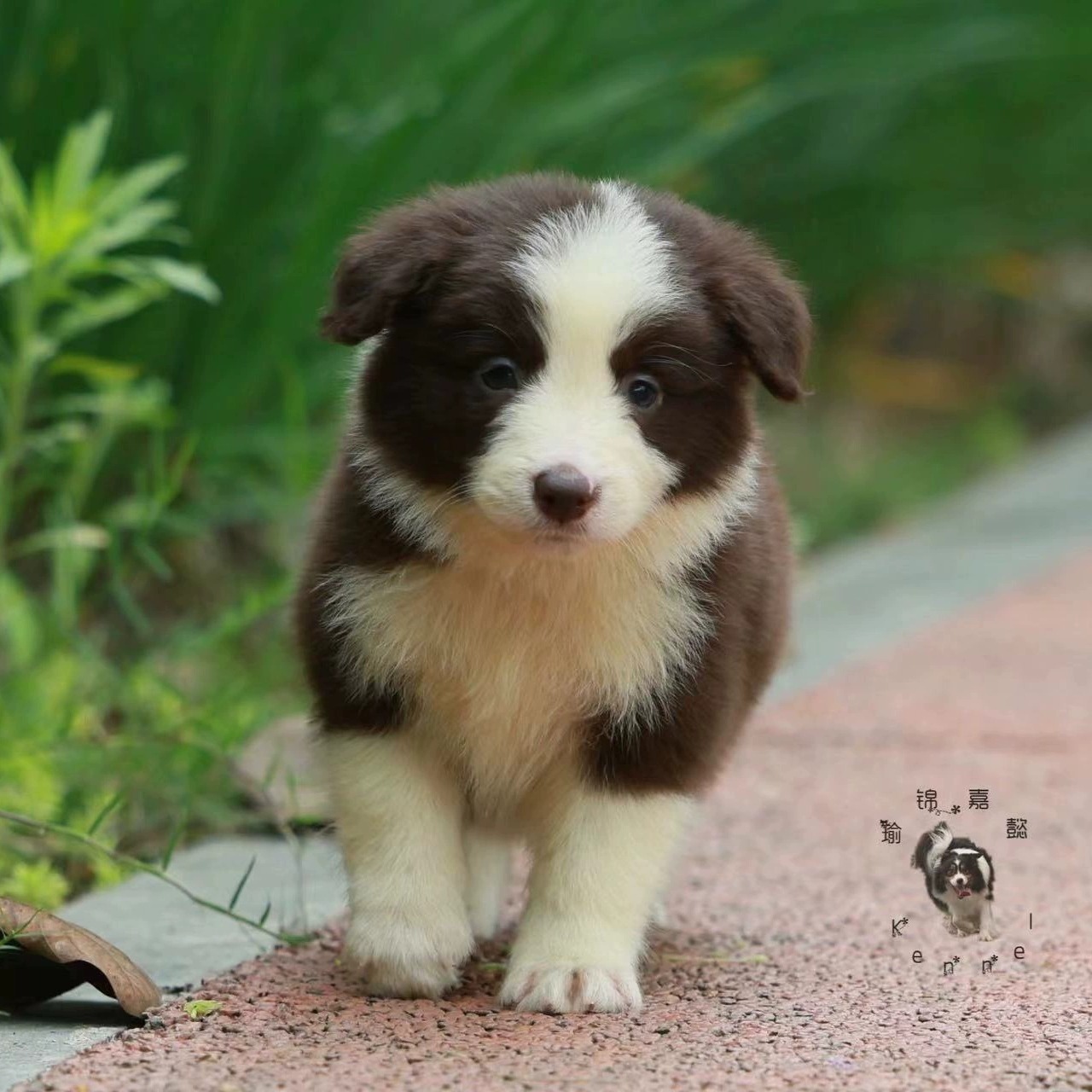 瑜锦嘉懿犬舍咖啡边牧幼犬棕色边境牧羊犬活体宠物狗包健康对版 - 图2