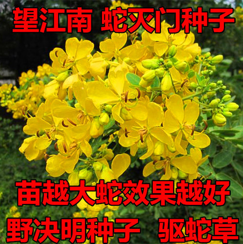 蛇灭门种子望江南野决明籽驱蛇草种孑凤凰草盆栽苗蛇灭门种籽花卉 - 图1