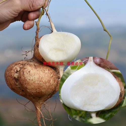 蔬菜种子新采地瓜种子水果地瓜种籽牧马山地瓜苗种孑清凉土瓜高产 - 图2