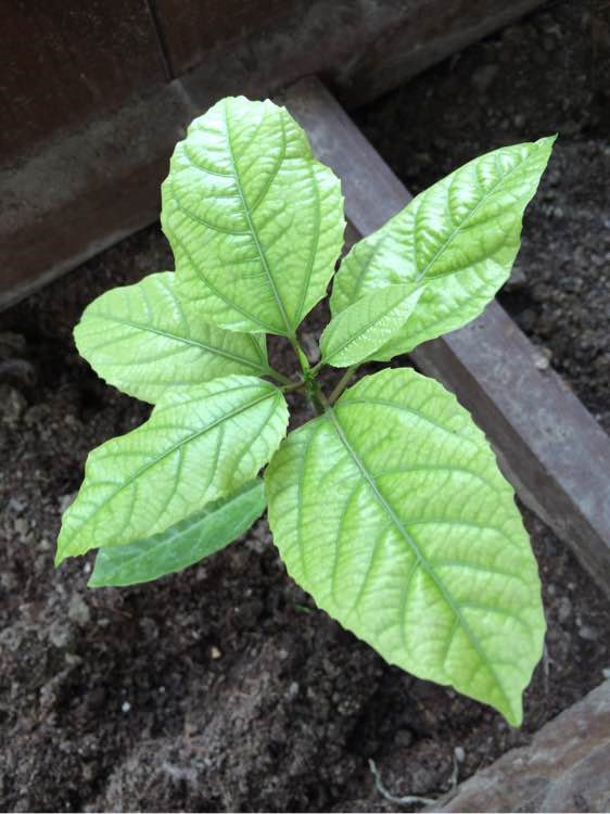 果树籽满天星百香果种子紫百香果香蕉百香果种籽百香果苗盆栽种孑