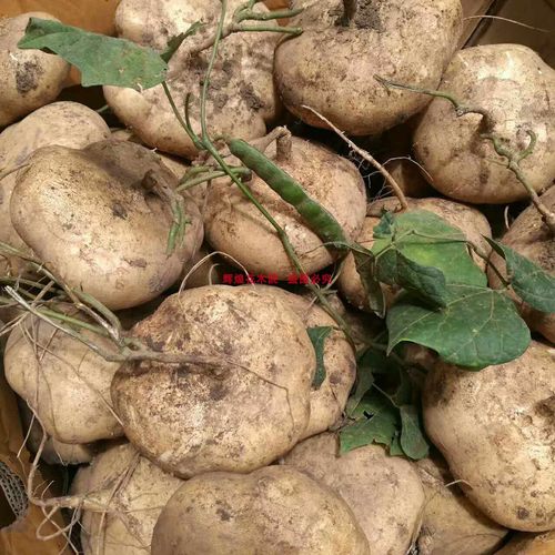 蔬菜种子新采地瓜种子水果地瓜种籽牧马山地瓜苗种孑清凉土瓜高产 - 图1