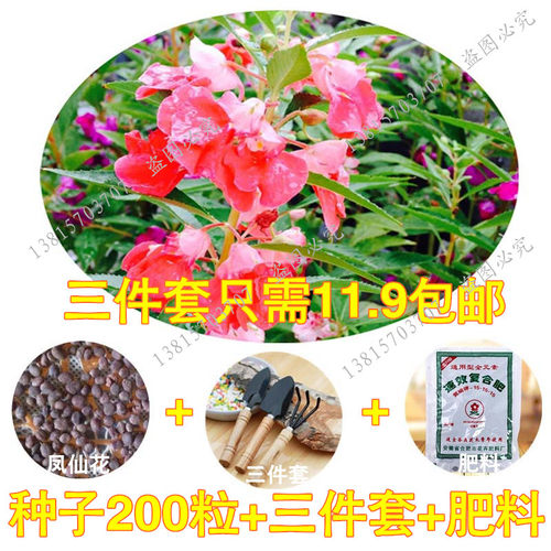 蛇灭门种子望江南野决明籽驱蛇草种孑凤凰草盆栽苗蛇灭门种籽花卉 - 图0
