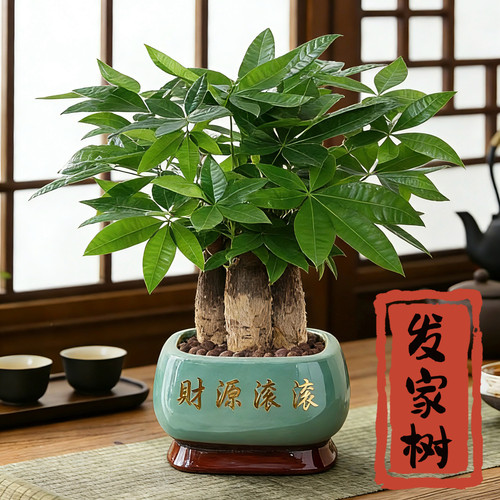 发财树小盆栽室内好养乔迁新居送礼办公室桌面绿植招财净化空气 - 图0