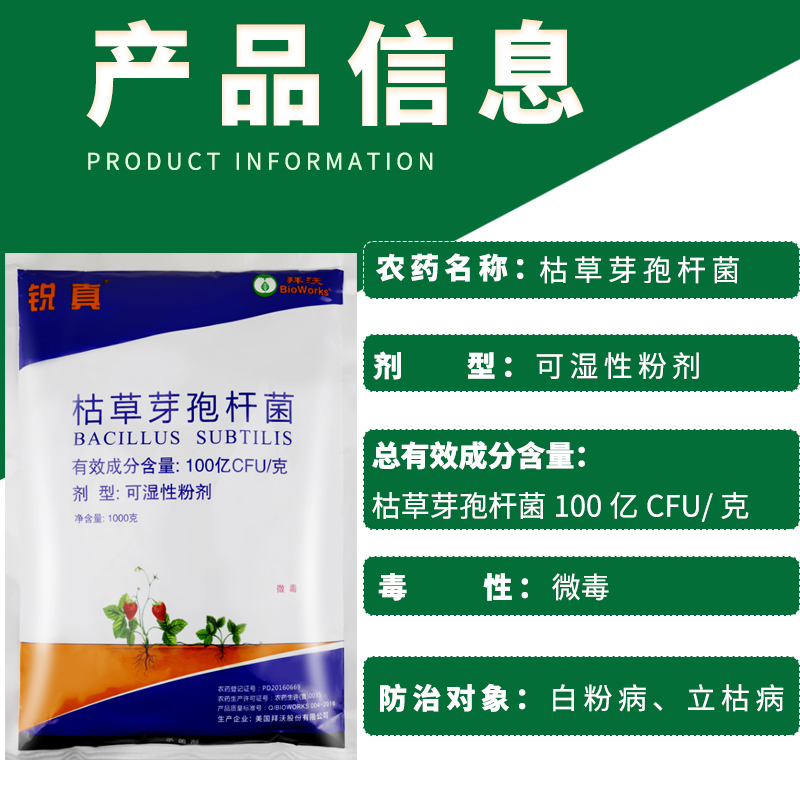 美国拜沃 锐真100亿枯草芽孢杆菌人参立枯病草莓白粉病农药杀菌剂 - 图1