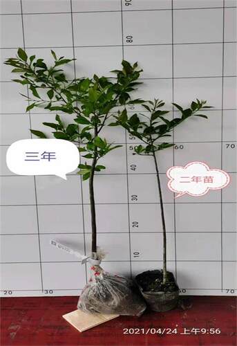 北美冬青公树授粉雄株盆栽绿植庭院树苗耐寒易成活阳台办公桌 - 图3