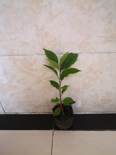 北美冬青红果绿植盆栽办公桌庭院花卉小苗基地易成活 - 图1