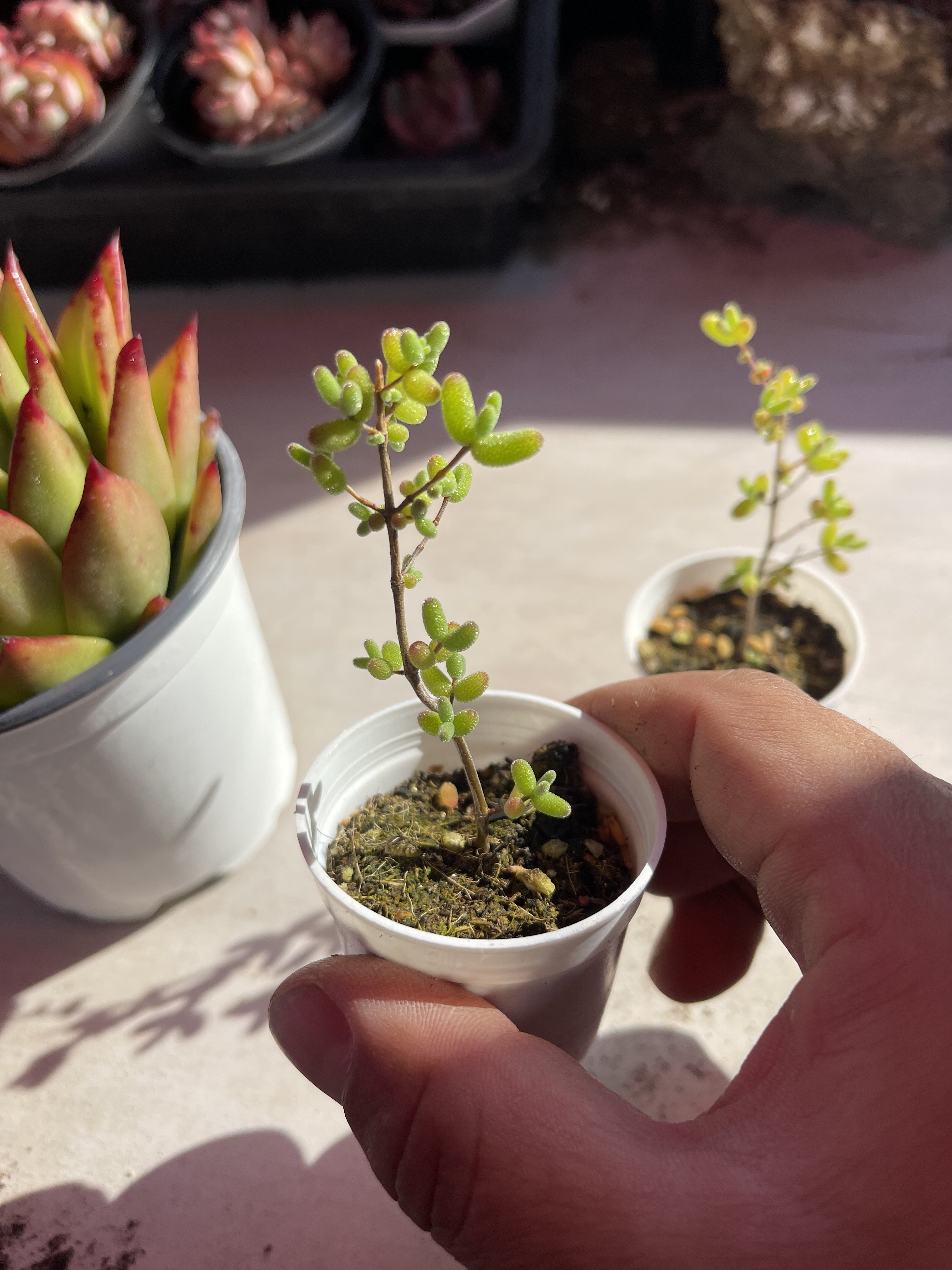 小汤圆 2厘米左右满9.9元包邮多肉植物,淘宝优惠券,粉丝福利购,淘宝优惠卷