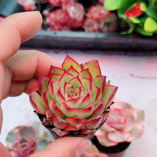 带盆黄金草满9.9元包邮多肉植物 - 图1