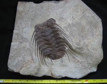 Moroccan giant trilobite fossilized Otaoji ancient creature Trilobite collection class fidelity]
