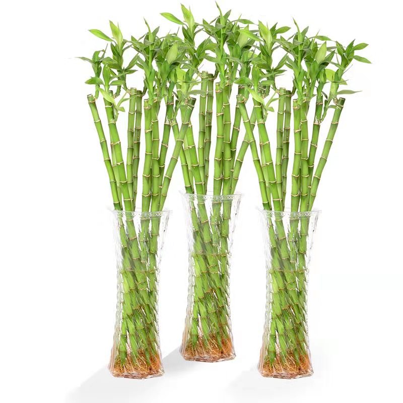 转运竹开运竹紫竹富贵竹、观音竹荷花竹水培植物桌面花卉绿植_虎窝淘