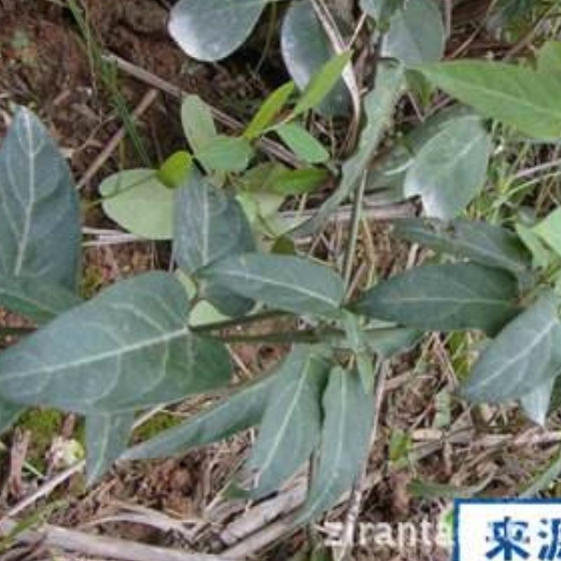 三十六荡老君须鸡骨香双飞蝴蝶百条根中草药种植苗