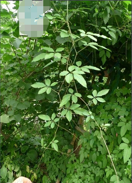 绞股蓝 七叶胆甘蔓茶小苦药五叶参五叶参七叶参神仙草中草药种苗 - 图1