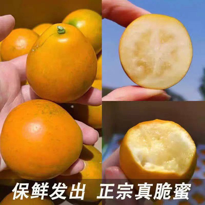 广西融安脆蜜金柑第三代应当季水果金桔鲜果金橘纯甜脆5皮金桔,淘宝优惠券,粉丝福利购,淘宝优惠卷
