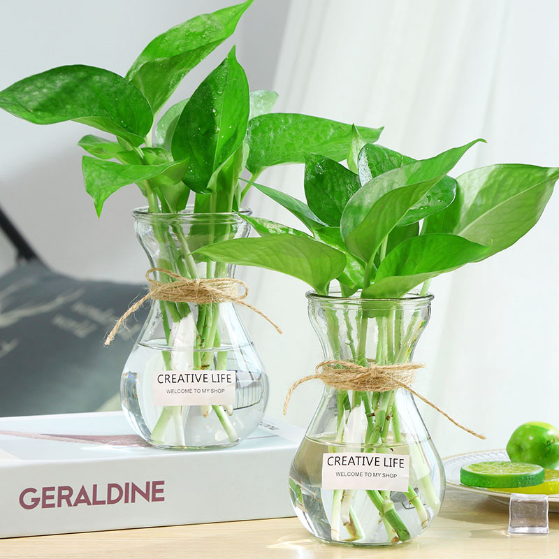 【两件套】加厚北欧ins风玻璃花瓶透明水培植物绿萝创意简约花器