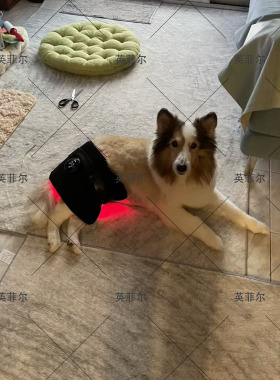 宠物老行性退变红外加热骨折术后