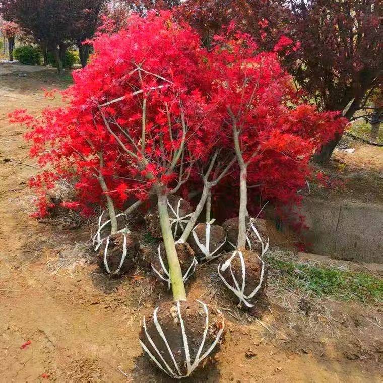 红枫树苗盆栽品种枫日本红枫庭院植物别墅风景树耐寒三季红 - 图2