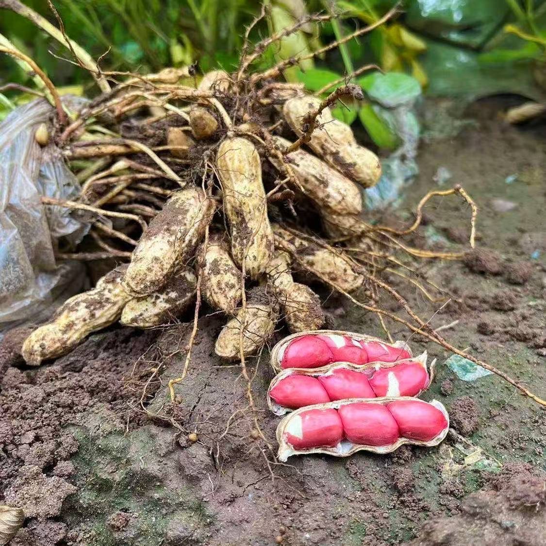 新鲜带壳湿花生农家自种红皮粉皮湿花生当季生花生嫩花生可水煮,淘宝优惠券,粉丝福利购,淘宝优惠卷