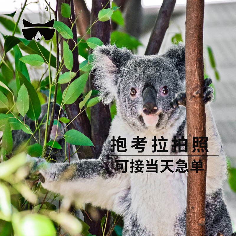 抱考拉拍照照相 澳洲旅游黄金海岸可伦宾门票 懒猫 秒出扫码入园 抱考拉拍照照相 澳洲旅游黄金海岸可伦宾门票 懒猫 秒出扫码入园